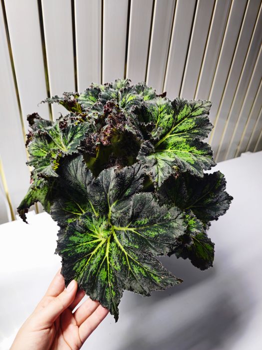 Бегония Принц Паломар