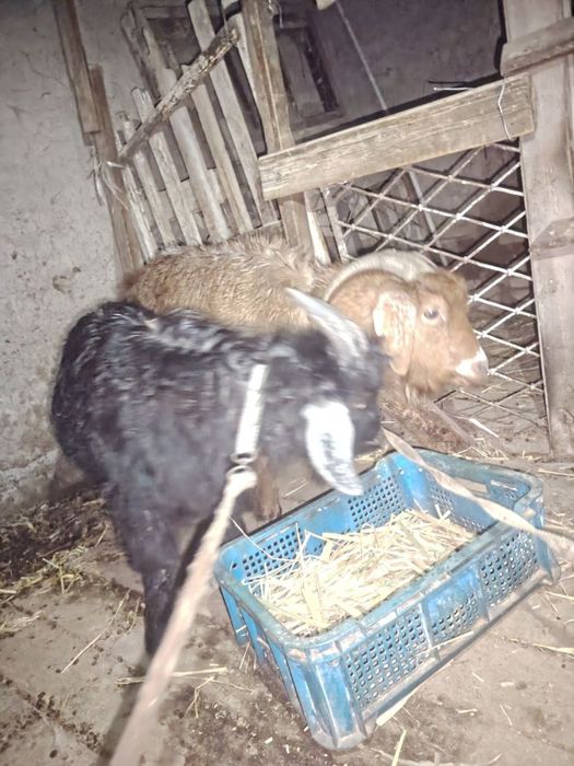 Echki sotiladi            zangatada