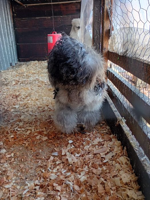 Silkie, mătase japoneză !