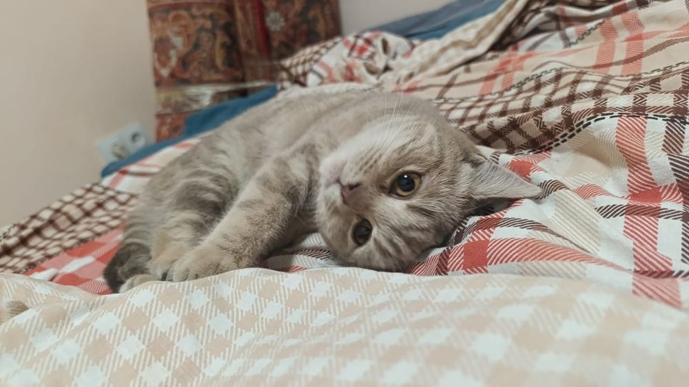 Отдам кошку британка