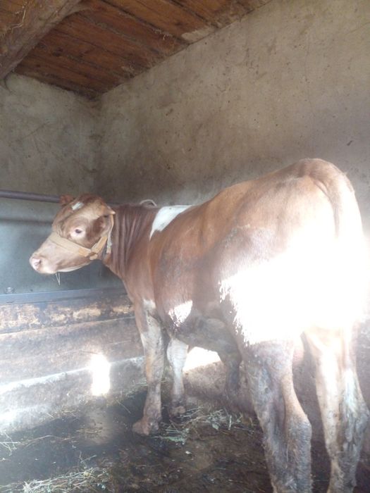Tauri.Disponibili