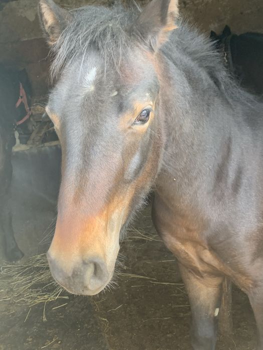 Vand o noatina de 2 ani si un noatin de 8 luni