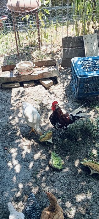 Cocoșei americani maturi(schimb)