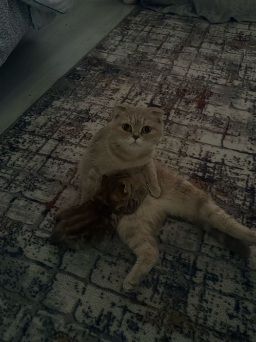 Скоттиш страйт мальчик