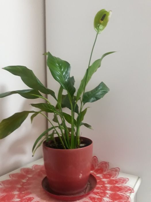 Цветок женское счастье