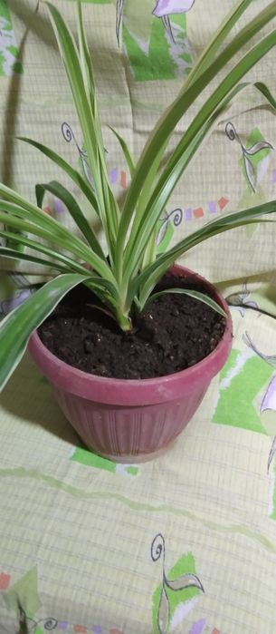 Продам хлорафитум