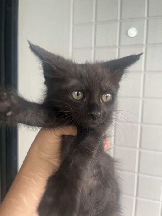 Котята майкун мальчики и девочки