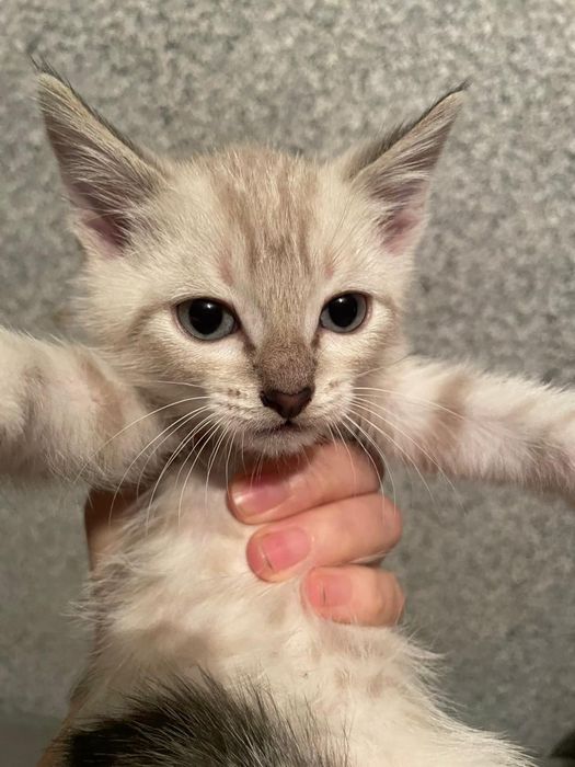 Котик мальчик ищет семью