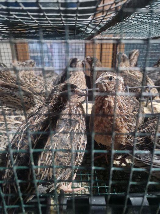 Prepelite si pui de prepelite