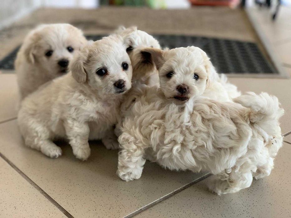 Animale de companie