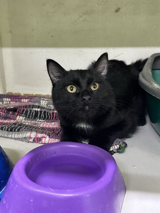 Котенок Сумрак ищет дом