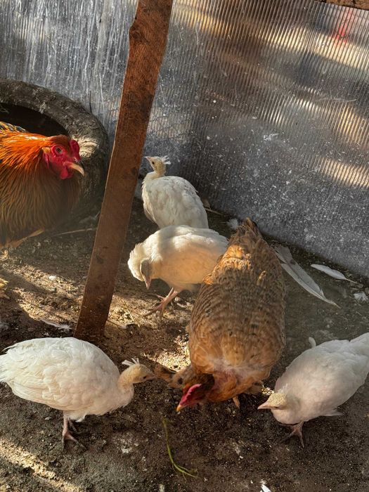 pauni pui si maturi de vanzare