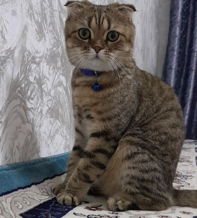 Scottish Fold erkak mushuk sotiladi