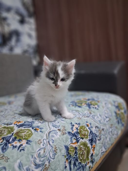 Отдам котят добрые руки