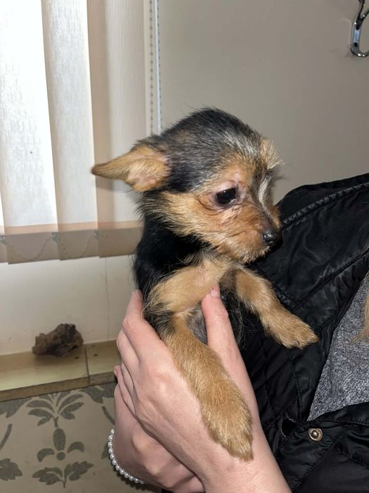 Продавам кученца