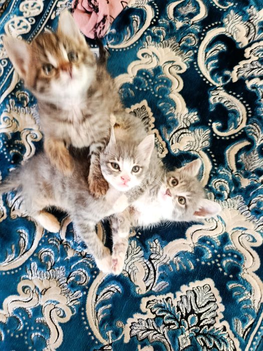 Отдам даром котят