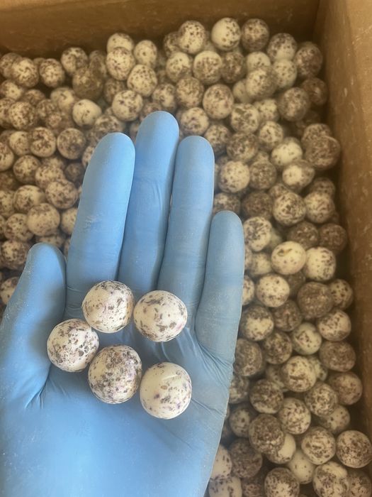 Курт ОПТОМ 1050тенгеден басталады