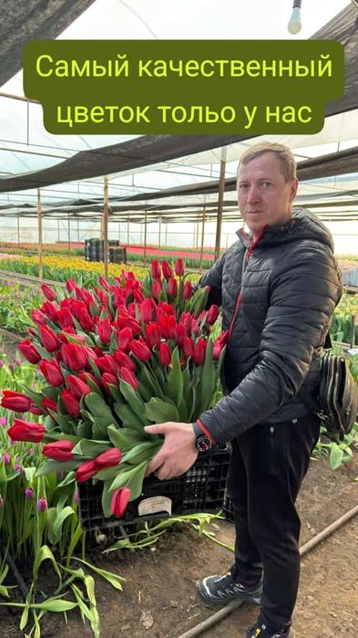 АКЦИЯ!!! Тюльпаны