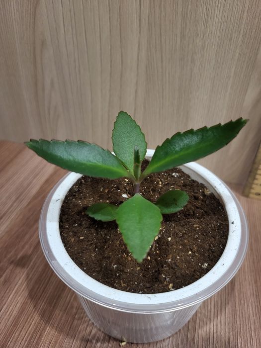 Каланхоэ Дегремона (Каланхоэ лечебный)