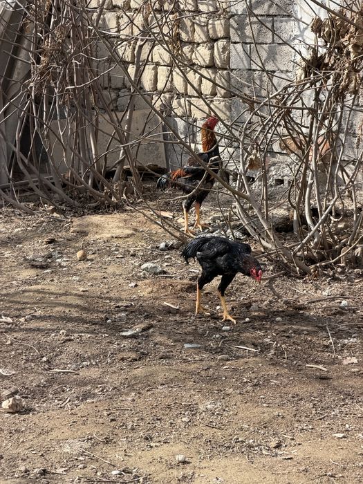 Хурозлар сотилади 4 та 3 таси жужа 11 ойлик битаси 2 йилли кур