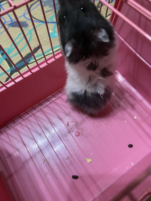 Клетка с хомяком