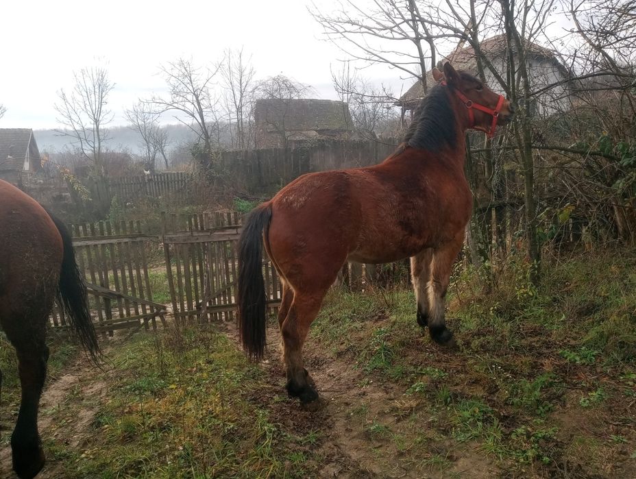 Mânză de vânzare sau schimb cu vaci vitei ,crapator/despicator de lemn