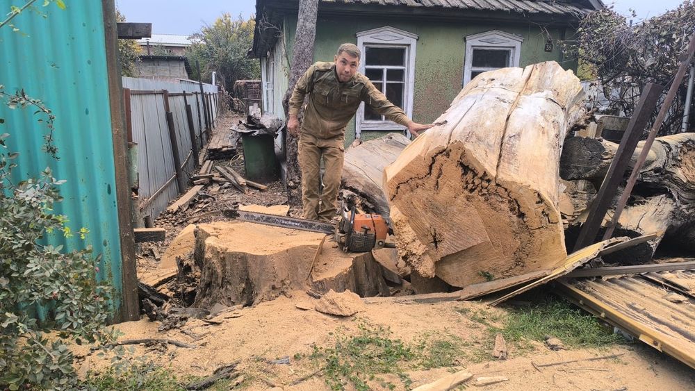 Спил деревьев Ағаш кесеміз