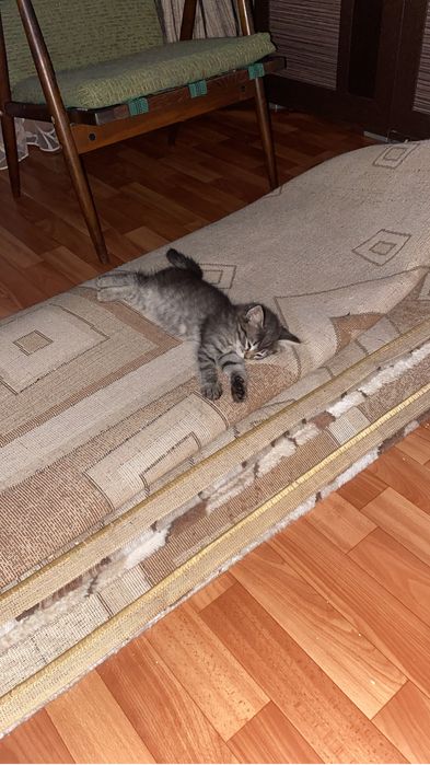 Отдам в добрые руки!