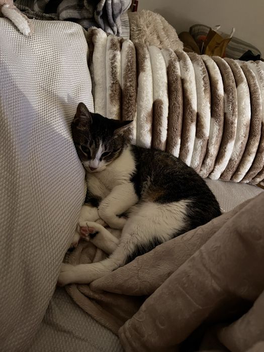 Pet Sitting / Bona pentru animalute– grijă pentru animalul tău