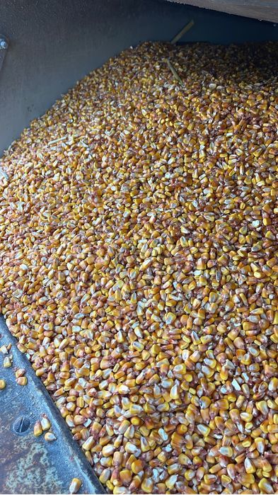 Vand Porumb      !!!