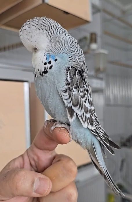 Papagali Peruși standard și normali – pui și adulți