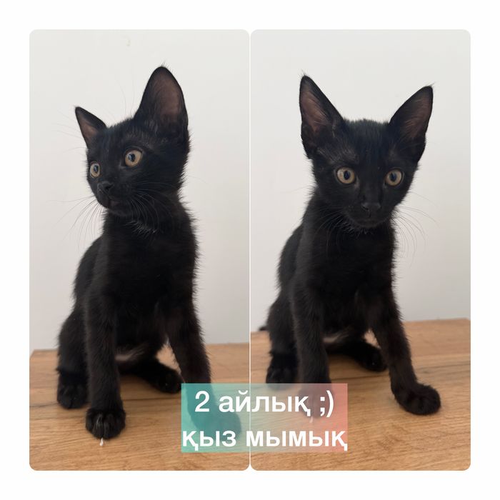 ер мысықтар ( үйдікі )