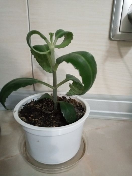 Продам цветы