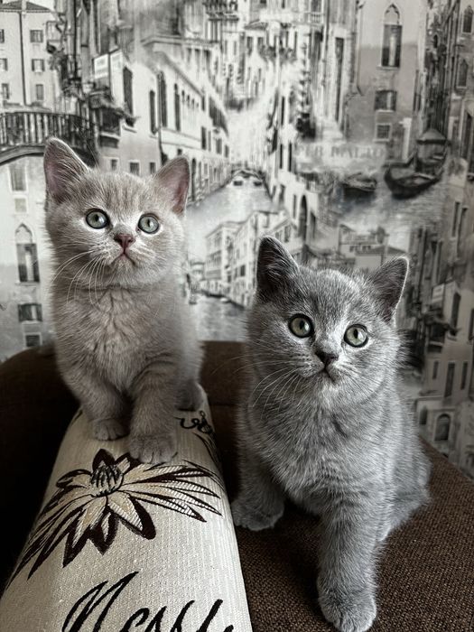 Котята голубые британские