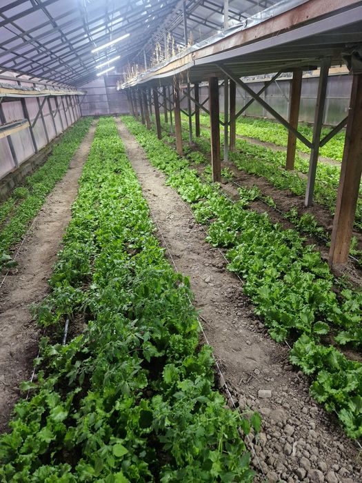 Продам дом с зимней теплицой