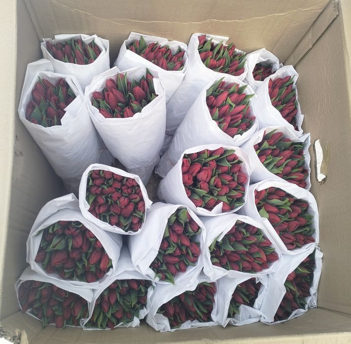 Тюльпаны к 8 марта