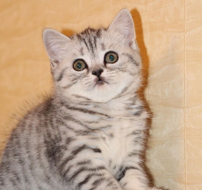 Продам шотландского котенка