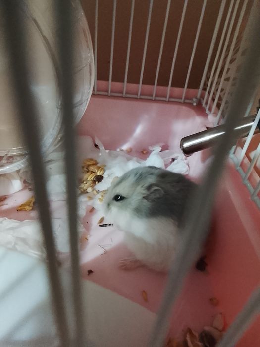 Обменяю хомяка!!