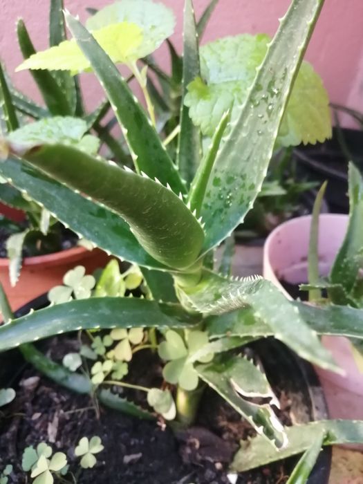 Aloe Vera ghiveci