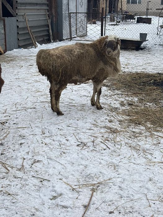 Кошкары продам продам