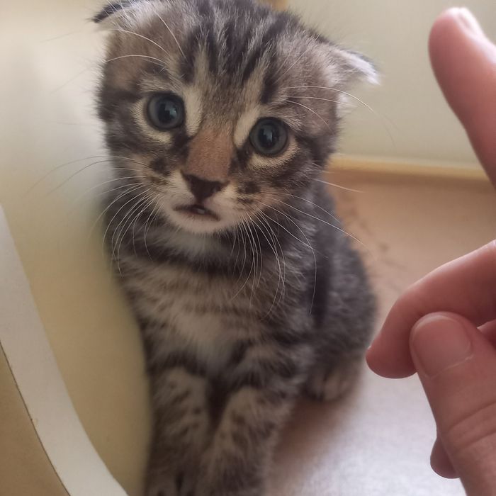 Вислоухий котёнок 1 мес мальчик
