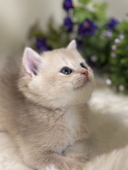 Продается британский котенок ау12