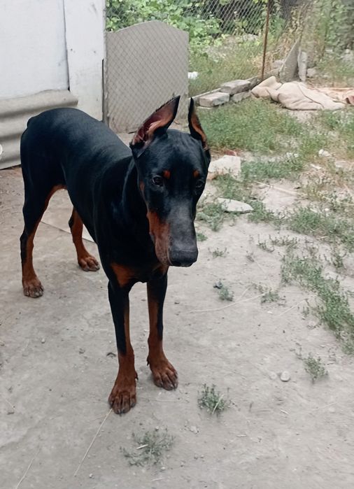 Доберман для видеосъемки и фотосесии