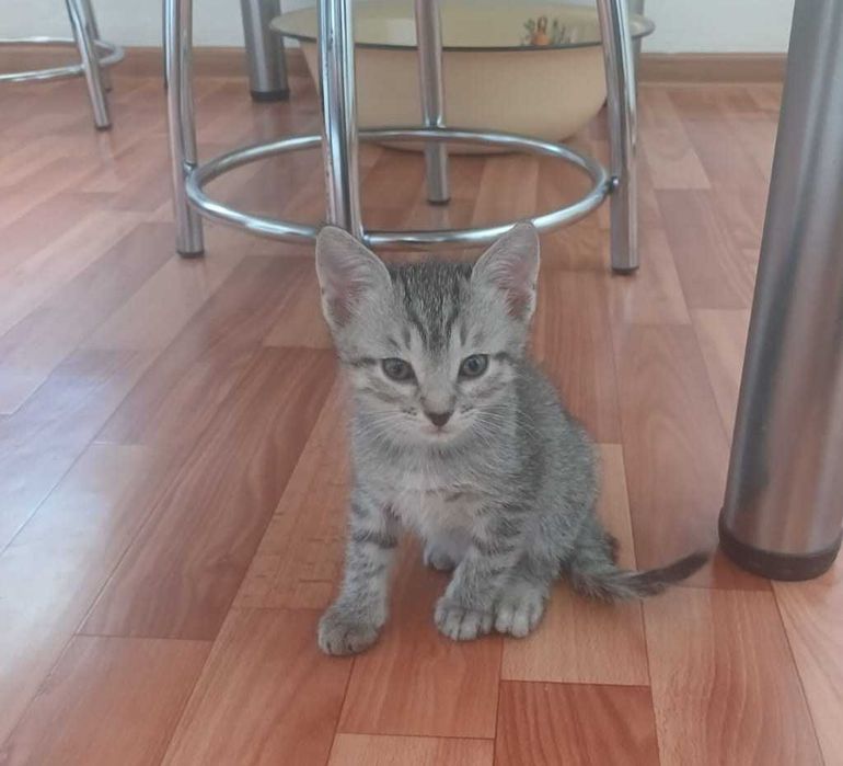 Домашние котята девочки