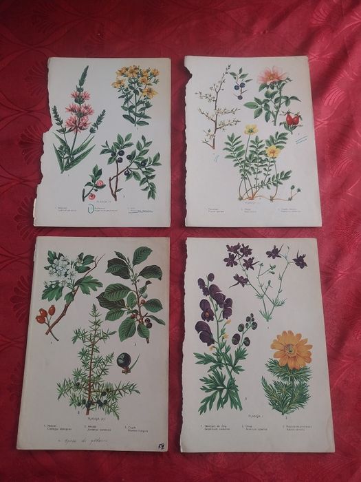Colecție de planșe botanice și zoologice Vintage.
