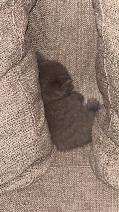 котенок маленький