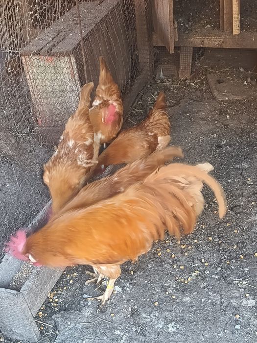 Oua de găini de rasa( sussex,leghorn,italiana galbena,potârnichile,maran ,araucana