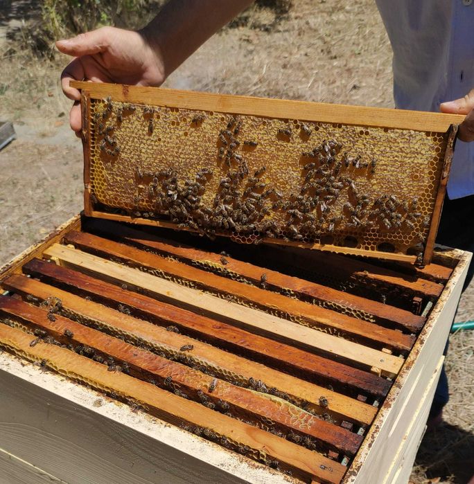 Miere naturala, neprocesata chimic sau termic, fara antibiotice, 2025