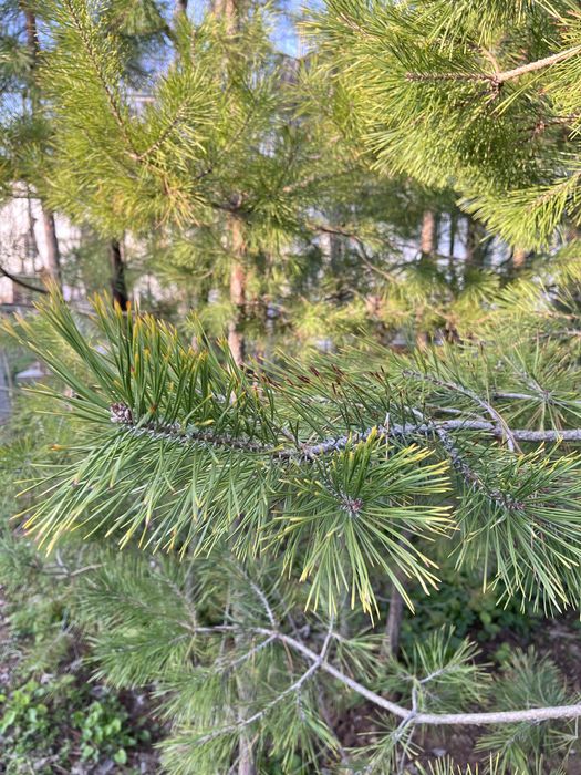 Сосна крымское декоратив дарахт кўчатлари сотилади