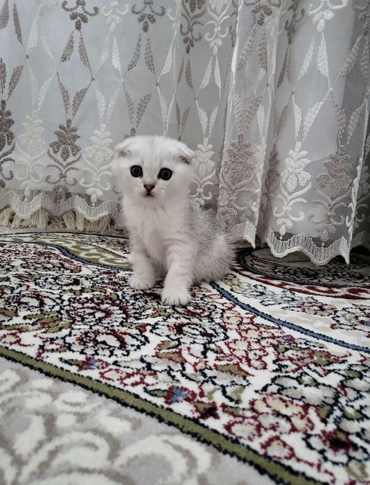 Шотландские котята